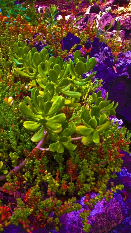 Fotografia de Jorge Cobos - Galeria Fotografica: Jardn Botnico - Foto: 