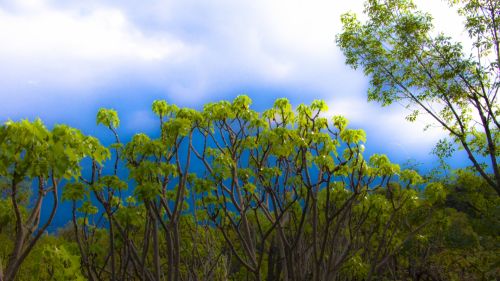 Fotografia de Jorge Cobos - Galeria Fotografica: Jardn Botnico - Foto: 