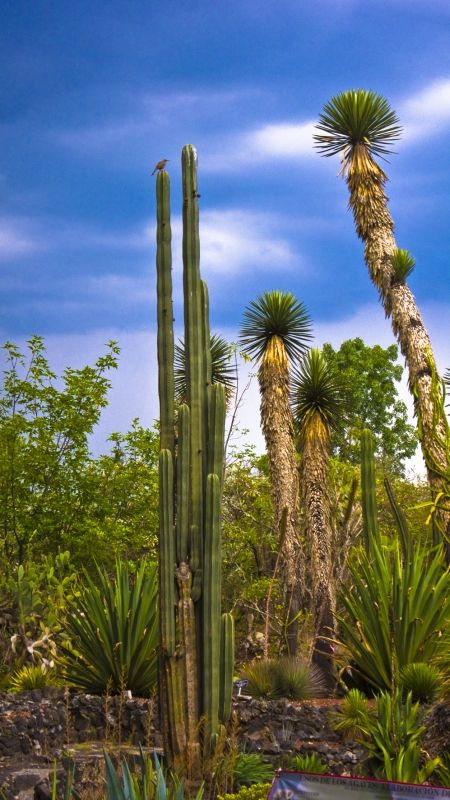 Fotografia de Jorge Cobos - Galeria Fotografica: Jardn Botnico - Foto: 