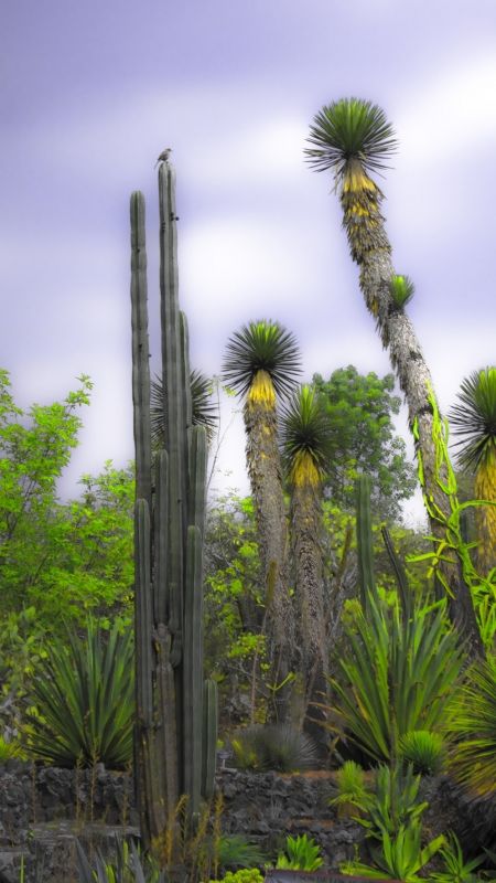 Fotografia de Jorge Cobos - Galeria Fotografica: Jardn Botnico - Foto: 