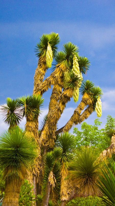 Fotografia de Jorge Cobos - Galeria Fotografica: Jardn Botnico - Foto: 