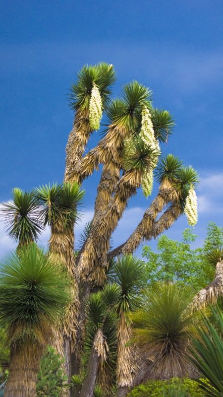 Fotografia de Jorge Cobos - Galeria Fotografica: Jardn Botnico - Foto: 