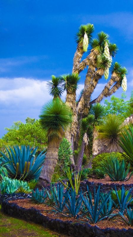 Fotografia de Jorge Cobos - Galeria Fotografica: Jardn Botnico - Foto: 