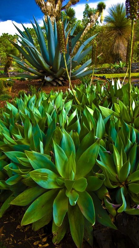 Fotografia de Jorge Cobos - Galeria Fotografica: Jardn Botnico - Foto: 