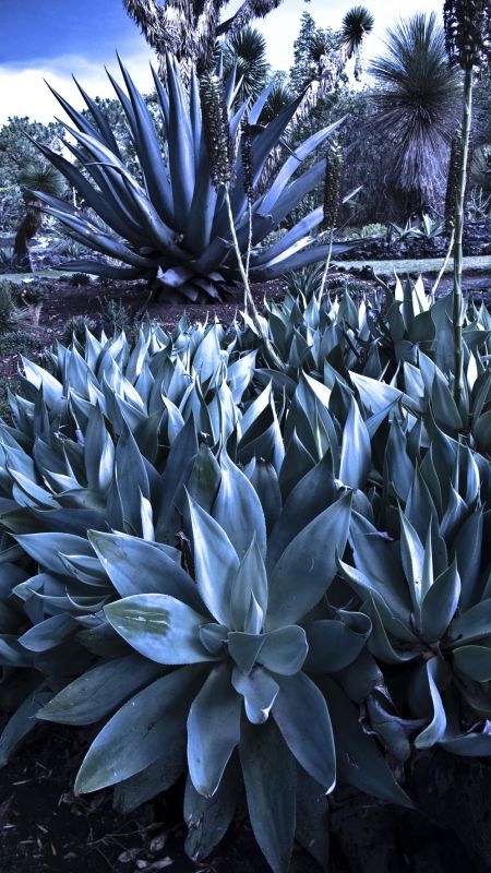 Fotografia de Jorge Cobos - Galeria Fotografica: Jardn Botnico - Foto: 