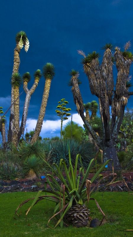 Fotografia de Jorge Cobos - Galeria Fotografica: Jardn Botnico - Foto: 