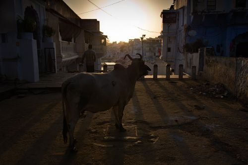 Fotografia de Paco Huertas - Galeria Fotografica: India - Foto: 