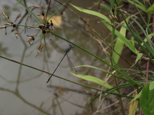 Fotografia de Kile23 - Galeria Fotografica: Lib�lulas. - Foto: 