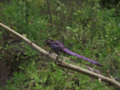 Fotografia de Kile23 - Galeria Fotografica: Lib�lulas. - Foto: 