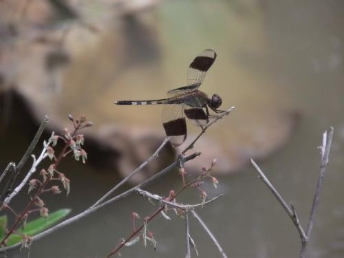 Fotografia de Kile23 - Galeria Fotografica: Lib�lulas. - Foto: 