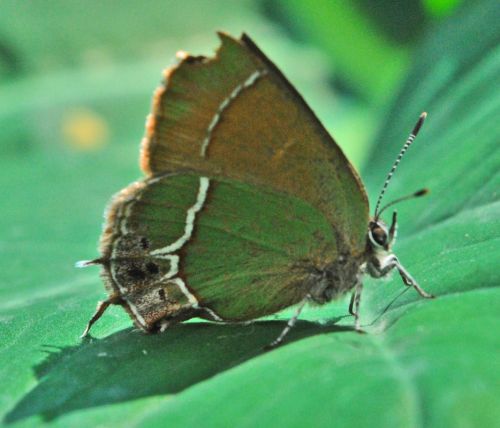 Fotografia de Infame - Galeria Fotografica: Natural - Foto: 