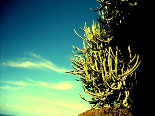 Fotografia de fracis. - Galeria Fotografica: cardos colgados. - Foto: cactus colgados.