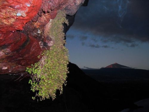 Fotografia de fracis. - Galeria Fotografica: colgadas en piedra. - Foto: nacida en piedra