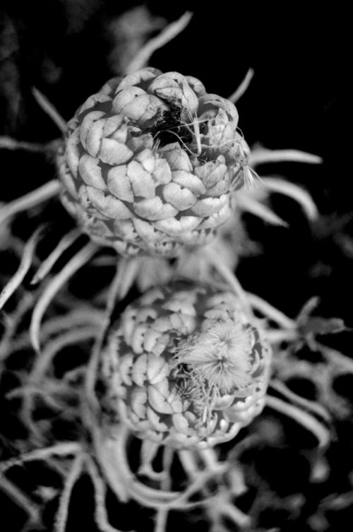 Fotografia de disegnarte - Galeria Fotografica: Flores - Foto: 