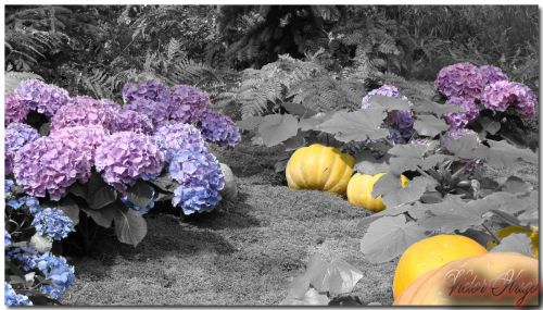 Fotografia de click photo & design - Galeria Fotografica: respirando naturaleza - Foto: decolorando el mundo