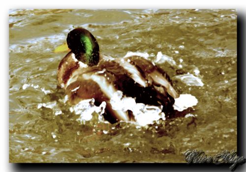 Fotografia de click photo & design - Galeria Fotografica: respirando naturaleza - Foto: salpicon