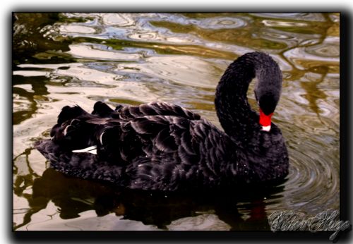 Fotografia de click photo & design - Galeria Fotografica: respirando naturaleza - Foto: vida exotica