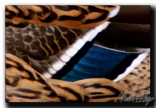 Fotografia de click photo & design - Galeria Fotografica: respirando naturaleza - Foto: plumaje