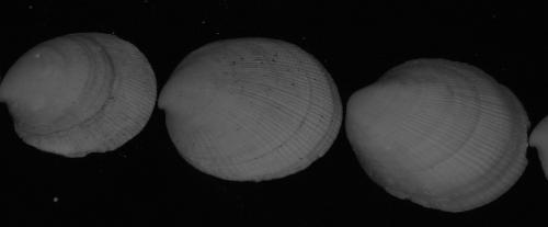 Fotografia de Tessa Calas - Galeria Fotografica: Mis promogenitas - Foto: Sin Titulo