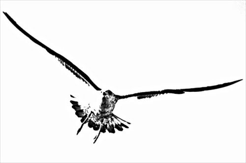 Fotografia de DoroArte - Galeria Fotografica: Variado - Foto: Gaviota