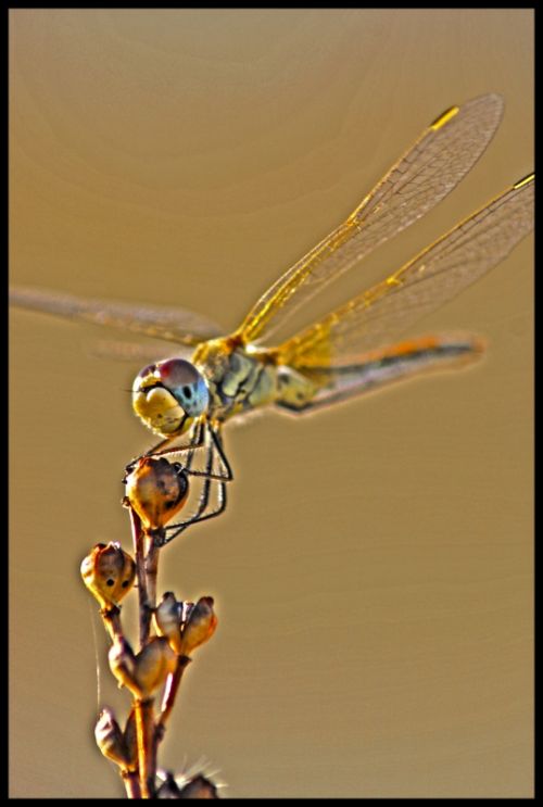 Fotografia de julio s - Galeria Fotografica: Libelulas - Foto: Libelula