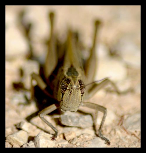 Fotografia de julio s - Galeria Fotografica: Libelulas - Foto: Saltamontes