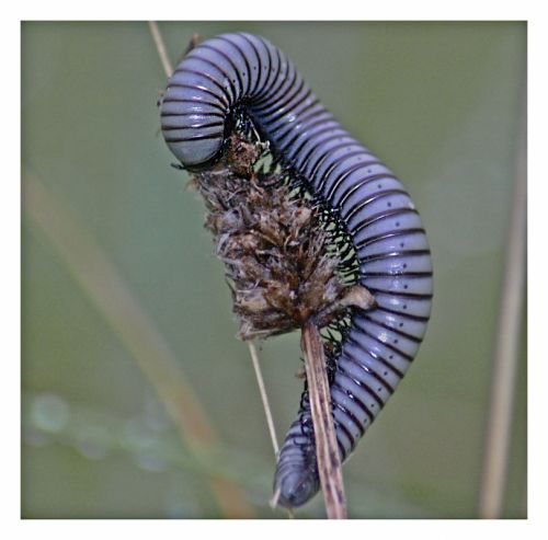 Fotografia de julio s - Galeria Fotografica: Libelulas - Foto: Hora de comer