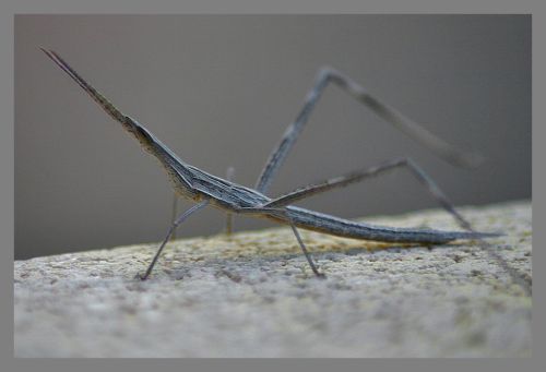 Fotografia de julio s - Galeria Fotografica: Libelulas - Foto: Insecto palo