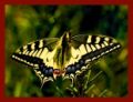 Foto de  julio s - Galería: Libelulas - Fotografía: Mariposa
