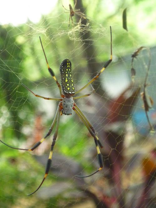 Fotografia de Ronny B - Galeria Fotografica: Oktober - Foto: Black and yellow