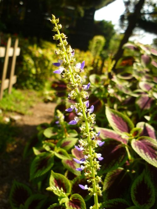 Fotografia de Ronny B - Galeria Fotografica: Oktober - Foto: purple