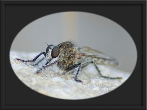 Fotografia de julio s - Galeria Fotografica: Libelulas - Foto: mosquito