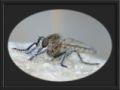 Foto de  julio s - Galería: Libelulas - Fotografía: mosquito