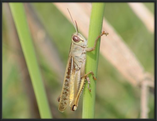 Fotografia de julio s - Galeria Fotografica: Libelulas - Foto: Saltamontes
