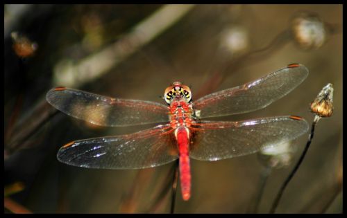 Fotografia de julio s - Galeria Fotografica: Libelulas - Foto: Libelula roja