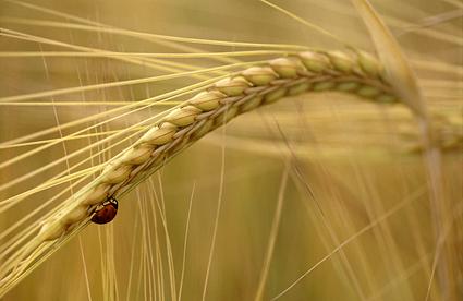 Fotografia de DAVFOTO* - Galeria Fotografica: Natural - Foto: Explorador