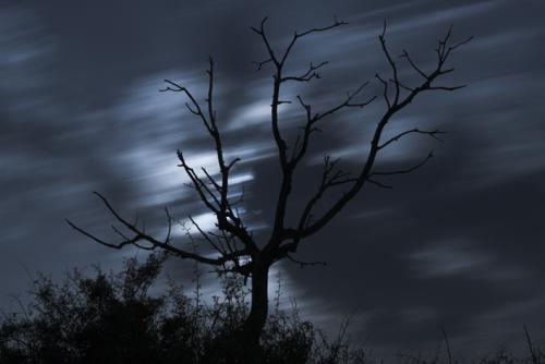 Fotografia de DAVFOTO* - Galeria Fotografica: Natural - Foto: Noche de Lobos