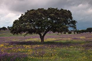 Fotografia de DAVFOTO* - Galeria Fotografica: Natural - Foto: Y lleg la Primavera