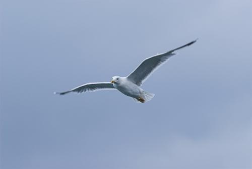 Fotografia de DAVFOTO* - Galeria Fotografica: Natural - Foto: Puedo vuelar!