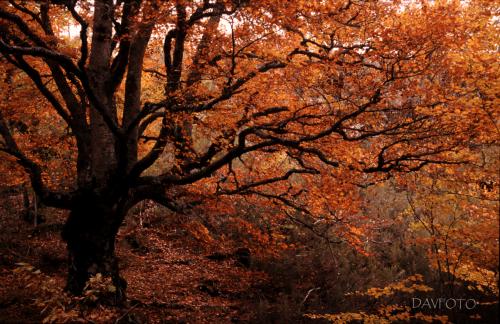 Fotografia de DAVFOTO* - Galeria Fotografica: Natural - Foto: El Bosque encantado