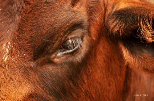 Fotografia de Judy Rutera - Galeria Fotografica: Escencias, miradas interiores - Foto: 