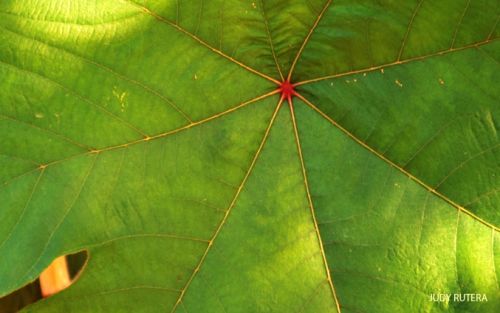 Fotografia de Judy Rutera - Galeria Fotografica: Escencias, miradas interiores - Foto: 