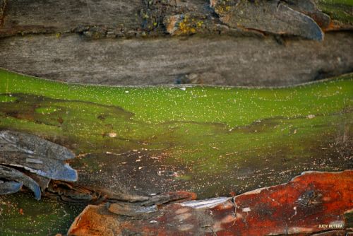 Fotografia de Judy Rutera - Galeria Fotografica: Escencias, miradas interiores - Foto: 