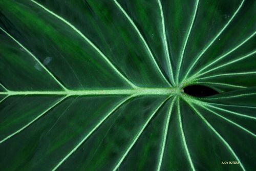 Fotografia de Judy Rutera - Galeria Fotografica: Escencias, miradas interiores - Foto: 