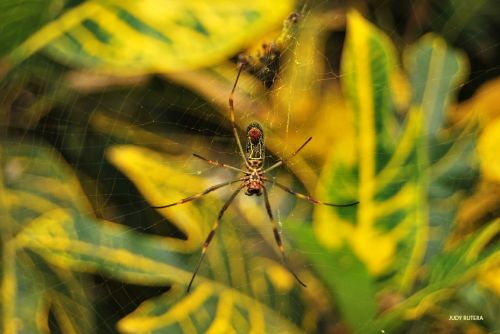 Fotografia de Judy Rutera - Galeria Fotografica: Escencias, miradas interiores - Foto: 