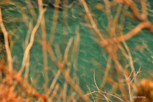 Fotografia de Judy Rutera - Galeria Fotografica: Escencias, miradas interiores - Foto: 