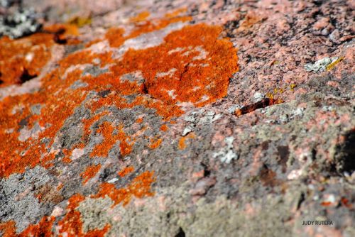 Fotografia de Judy Rutera - Galeria Fotografica: Escencias, miradas interiores - Foto: 