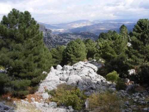 Fotografia de januaryxii - Galeria Fotografica: Vereda del Simancon - Foto: Arbol piedra nube