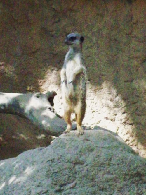 Fotografia de Jordi Mateu - Galeria Fotografica: SURICATAS - Foto: Suricata 1