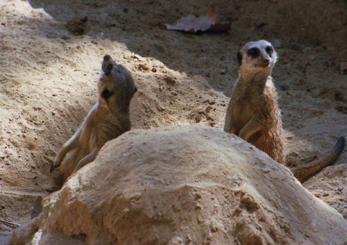 Fotografia de Jordi Mateu - Galeria Fotografica: SURICATAS - Foto: Suricata 3